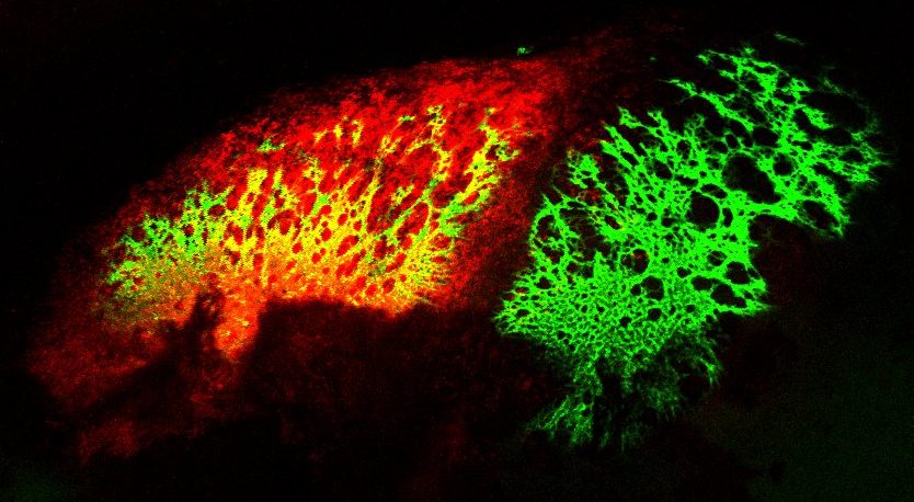 MAX_20-08-13_Six2CGE_dTomato_calcein green_0.5x_2.5x_E16.5_fixed overnight Six2:TGC trace in a E15.5 mouse skull. Bone labeled with calcein.