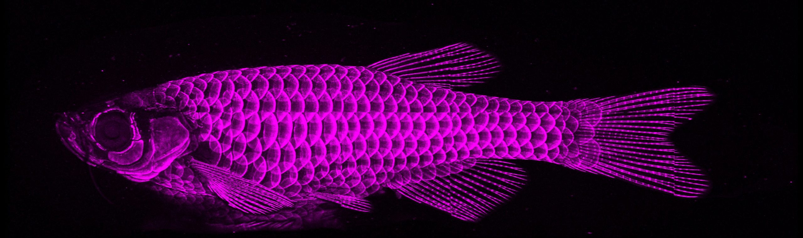 Projections of 21-09-14_control_alizarin red_0.5_10x_22mm_A2_tile_lateral copy Alizarin Red stain of adult zebrafish