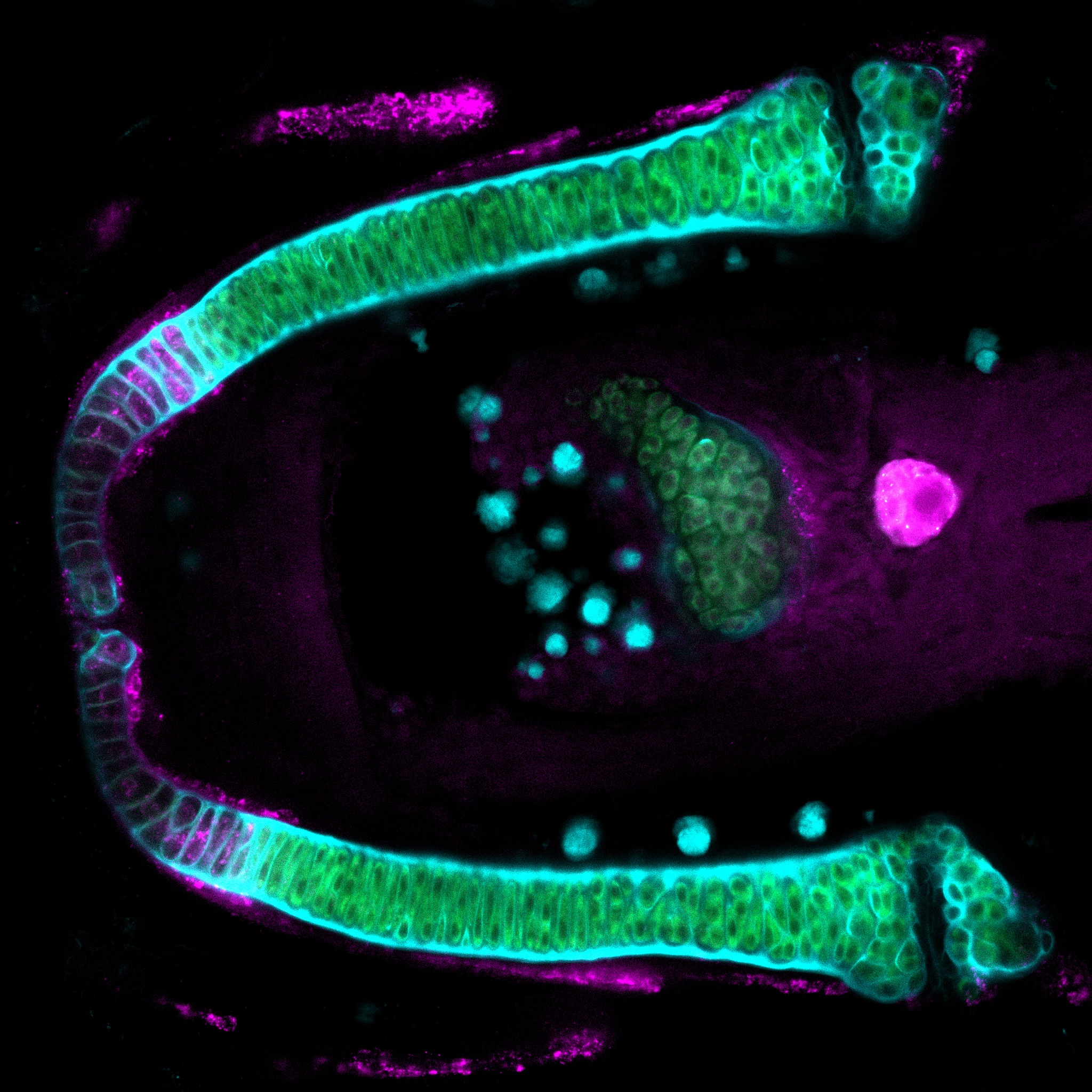 14dpf_gremHomo_nog2Het_nog3Het_col2a1a-C2-F-green_col10a1-C3-Cy3-violet_WGA-647-cyan-02_z14c1-3