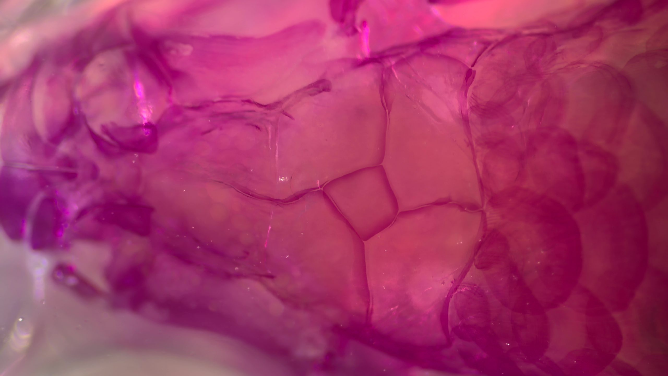 Zoom: 0x / CameraAdapter: 0.5x / MicroscopeName: Axiocam208